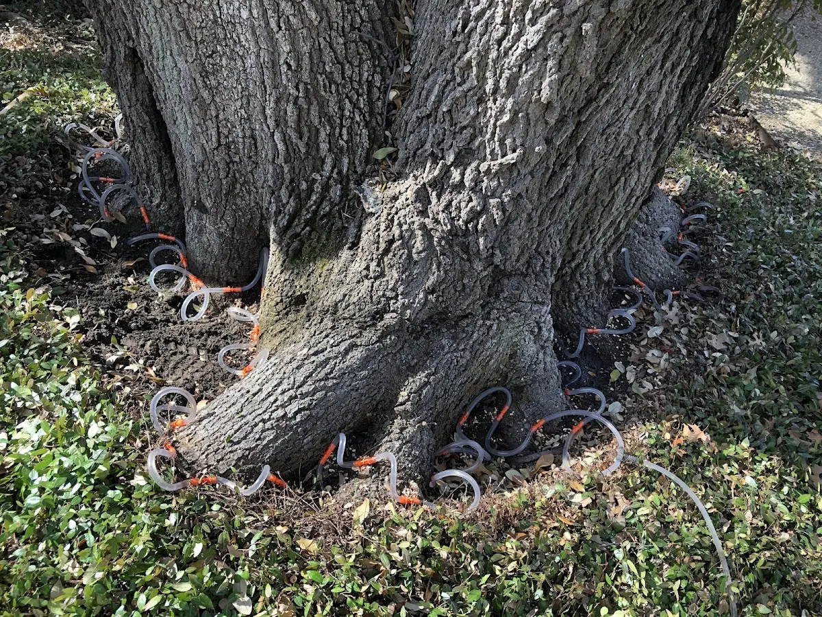 Detailed Tree Cabling and Bracing job site in Takotna