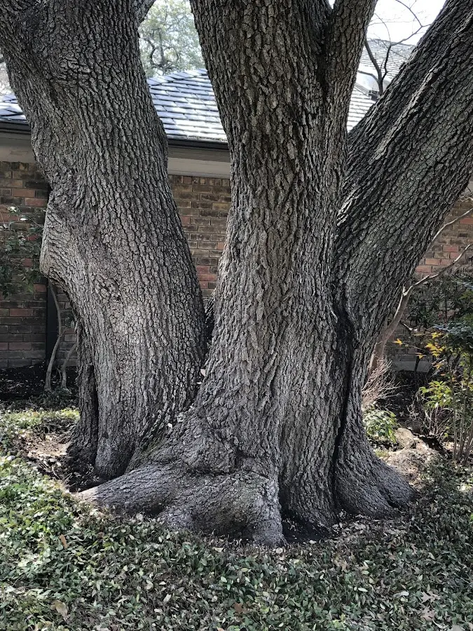 Mature heritage tree close to a Takotna property cared for by certified arborists